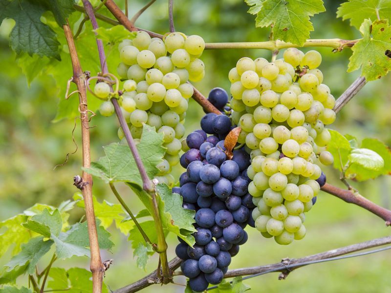 ¿Cómo diferencias una variedad de uva de otra?