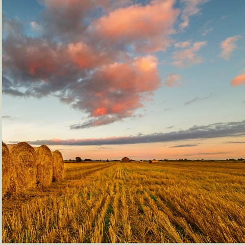 Menos riego, más producción: ventajas de cultivar en otoño