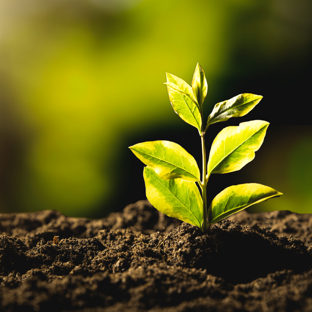 Fitosanitarios Ecológicos: Combatir Plagas sin Dañar el Medio Ambiente